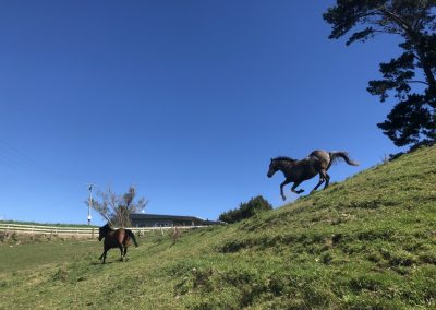 A pet cared for by Comfy Creatures Pet Minding in Whanganui