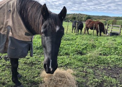 A pet cared for by Comfy Creatures Pet Minding in Whanganui
