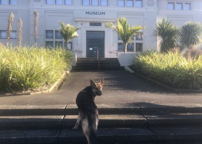 A pet cared for by Comfy Creatures Pet Minding in Whanganui