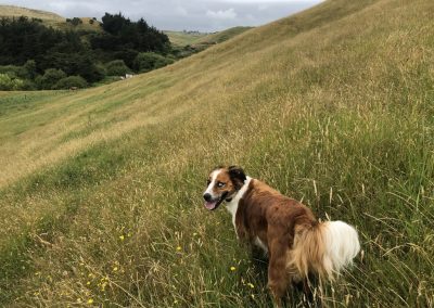 A pet cared for by Comfy Creatures Pet Minding in Whanganui