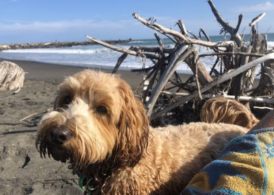 A pet cared for by Comfy Creatures Pet Minding in Whanganui