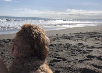 A pet cared for by Comfy Creatures Pet Minding in Whanganui