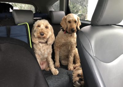 A pet cared for by Comfy Creatures Pet Minding in Whanganui