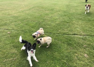 A pet cared for by Comfy Creatures Pet Minding in Whanganui