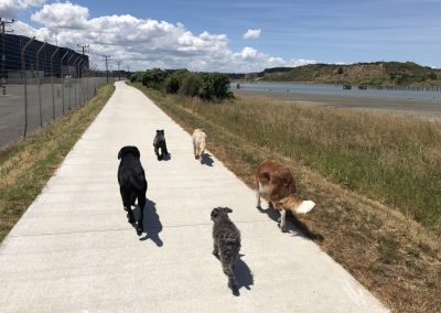 A pet cared for by Comfy Creatures Pet Minding in Whanganui