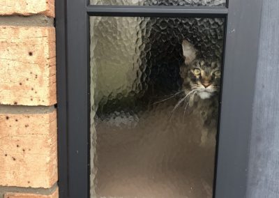 A pet cared for by Comfy Creatures Pet Minding in Whanganui