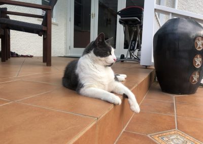 A pet cared for by Comfy Creatures Pet Minding in Whanganui