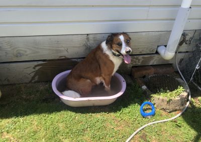 A pet cared for by Comfy Creatures Pet Minding in Whanganui