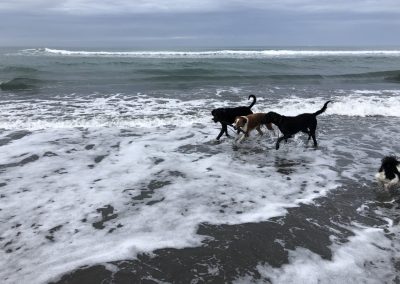 A pet cared for by Comfy Creatures Pet Minding in Whanganui