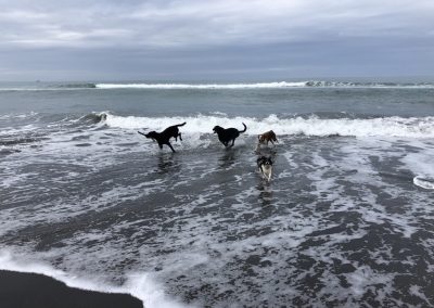 A pet cared for by Comfy Creatures Pet Minding in Whanganui