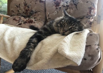 A pet cared for by Comfy Creatures Pet Minding in Whanganui