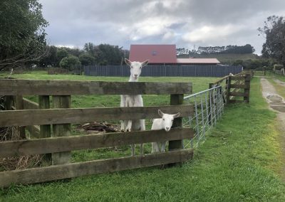 A pet cared for by Comfy Creatures Pet Minding in Whanganui