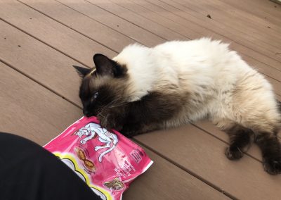 A pet cared for by Comfy Creatures Pet Minding in Whanganui