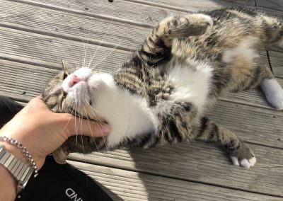A pet cared for by Comfy Creatures Pet Minding in Whanganui