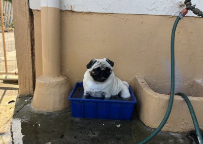 A pet cared for by Comfy Creatures Pet Minding in Whanganui