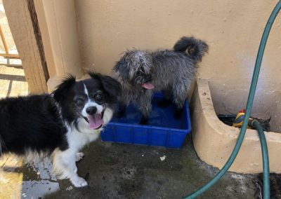 A pet cared for by Comfy Creatures Pet Minding in Whanganui