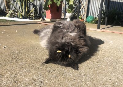 A pet cared for by Comfy Creatures Pet Minding in Whanganui