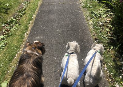A pet cared for by Comfy Creatures Pet Minding in Whanganui