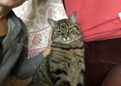 A pet cared for by Comfy Creatures Pet Minding in Whanganui