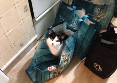 A pet cared for by Comfy Creatures Pet Minding in Whanganui
