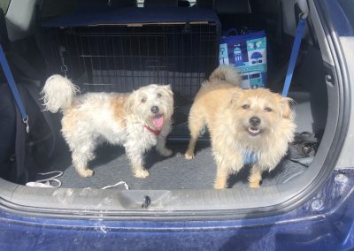 A pet cared for by Comfy Creatures Pet Minding in Whanganui