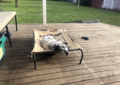 A pet cared for by Comfy Creatures Pet Minding in Whanganui