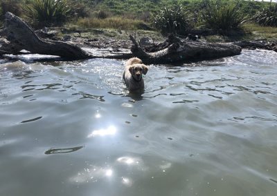 A pet cared for by Comfy Creatures Pet Minding in Whanganui