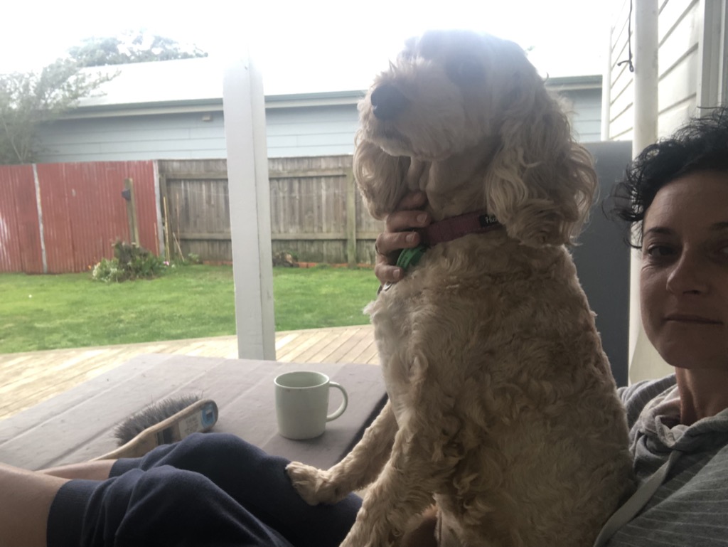 Dog Boarding Pet Minding