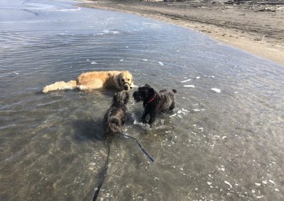 A pet cared for by Comfy Creatures Pet Minding in Whanganui
