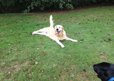 A pet cared for by Comfy Creatures Pet Minding in Whanganui