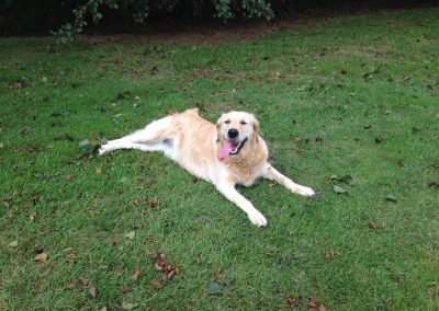 A pet cared for by Comfy Creatures Pet Minding in Whanganui