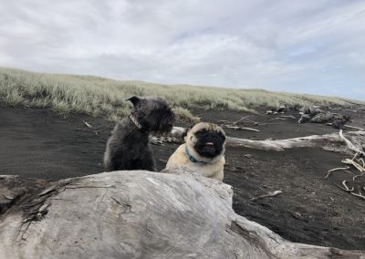 A pet cared for by Comfy Creatures Pet Minding in Whanganui