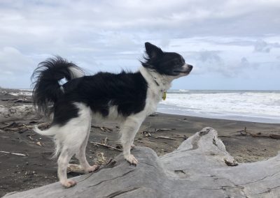 A pet cared for by Comfy Creatures Pet Minding in Whanganui