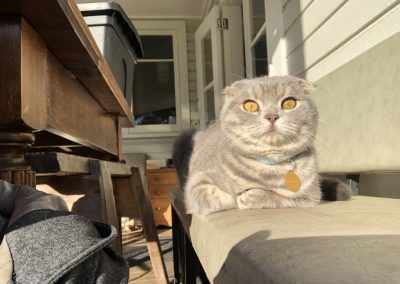 A pet cared for by Comfy Creatures Pet Minding in Whanganui