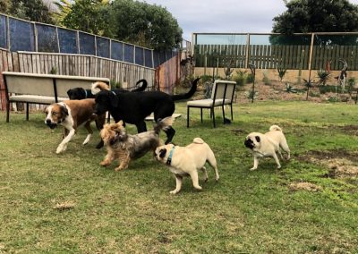 A pet cared for by Comfy Creatures Pet Minding in Whanganui