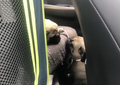 A pet cared for by Comfy Creatures Pet Minding in Whanganui