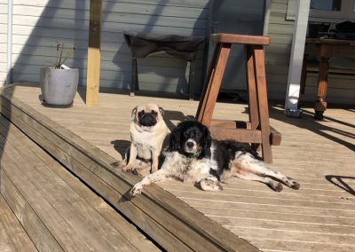 A pet cared for by Comfy Creatures Pet Minding in Whanganui