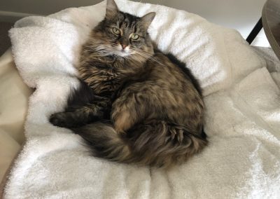 A pet cared for by Comfy Creatures Pet Minding in Whanganui