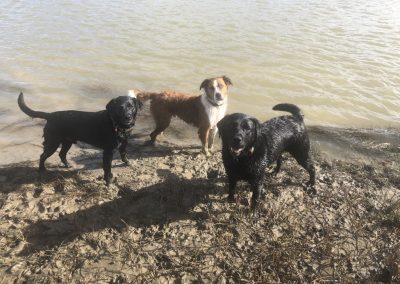 A pet cared for by Comfy Creatures Pet Minding in Whanganui
