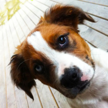 buddy-puppy Dog Boarding